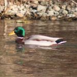 Canard Colvert