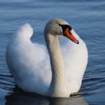 Cygne au bord du lac